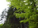 Wald- 15.jpg